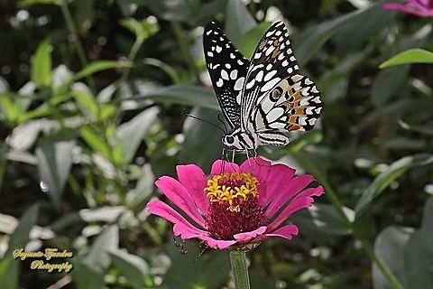Common Lime butterfly (Papilio demoleus) sucking nectar on the Zinnia flower  Fall,Geotagged,Indonesia,Lime Swallowtail,Papilio demoleus