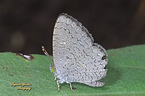 Apefly Butterfly, Spalgis epius titius  Apefly,Fall,Geotagged,Indonesia,Spalgis epeus