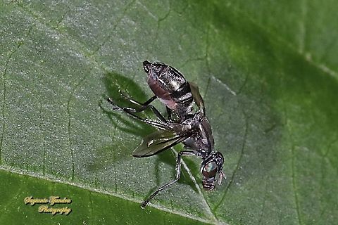 Plagiostenopterina sp, family Platystomatidae  Fall,Geotagged,Indonesia