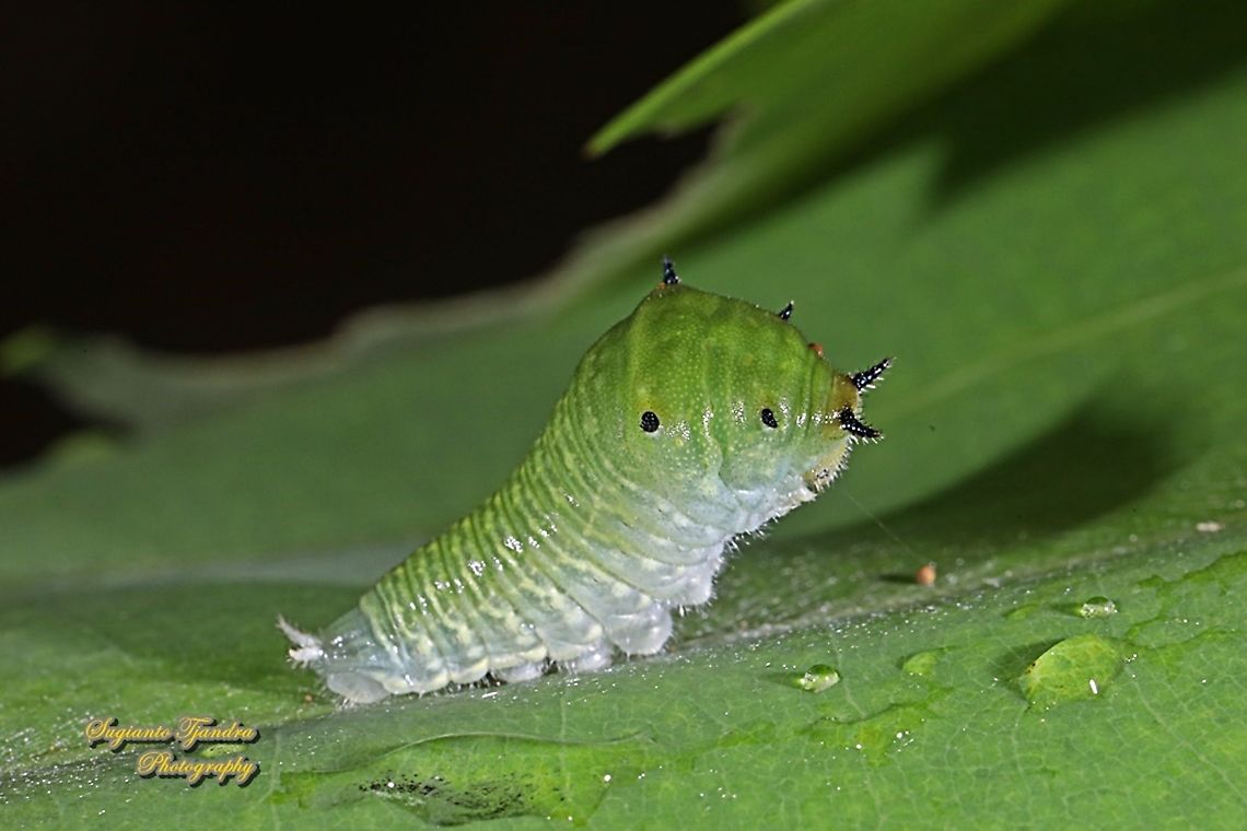 Caterpillar of the Common Bluebottle butterfly (Graphium sarpedon luctatius)  Common Bluebottle,Fall,Geotagged,Graphium sarpedon,Indonesia