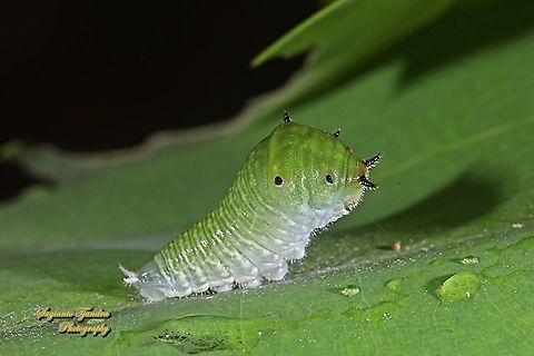 Caterpillar of the Common Bluebottle butterfly (Graphium sarpedon luctatius)  Common Bluebottle,Fall,Geotagged,Graphium sarpedon,Indonesia
