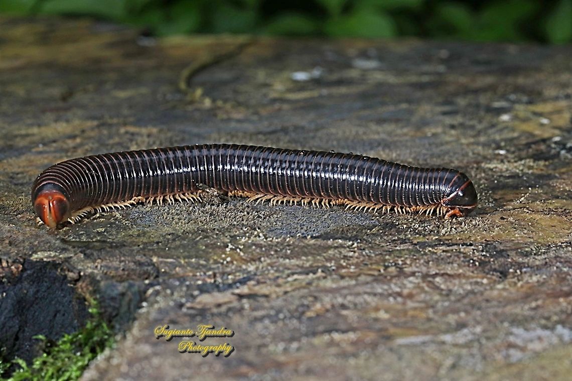 Millipedes, Diplopoda  Fall,Geotagged,Indonesia