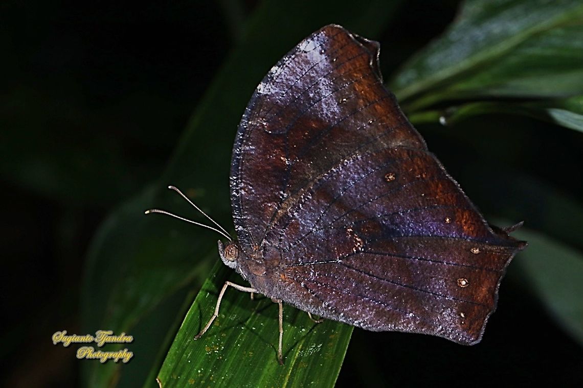 Dark Evening Brown, Melanitis phedima  Dark evening brown,Fall,Geotagged,Indonesia,Melanitis phedima