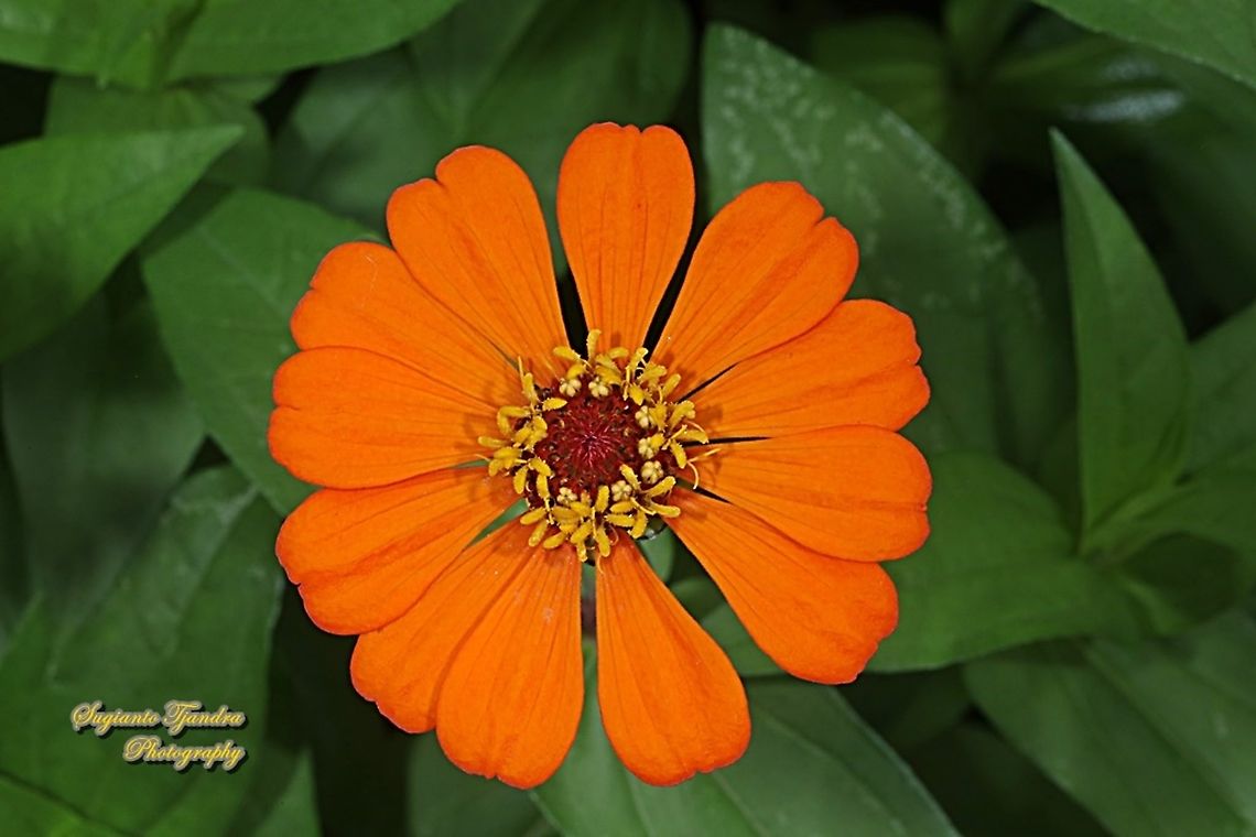 Zinnia flower - Orange  Fall,Geotagged,Indonesia,Zinnia angustifolia