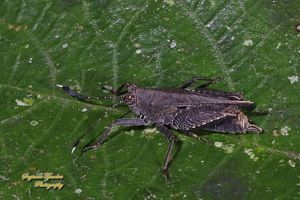 Squid Pygmy Grasshopper, Phaesticus mellerborgi. family Tetrigidae  Fall,Geotagged,Indonesia,Phaesticus mellerborgi
