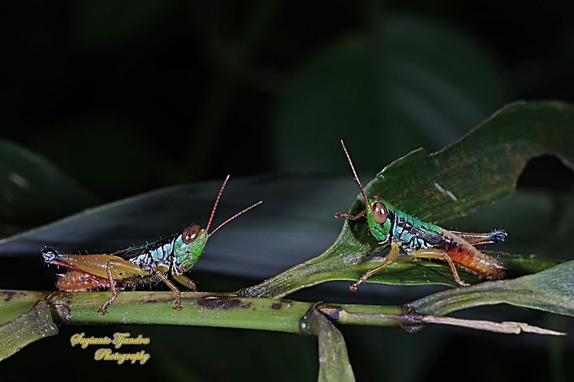 Grasshopper, Caryandra Spuria  Caryandra Spuria,Fall,Geotagged,Indonesia
