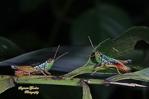 Grasshopper, Caryandra Spuria  Caryandra Spuria,Fall,Geotagged,Indonesia