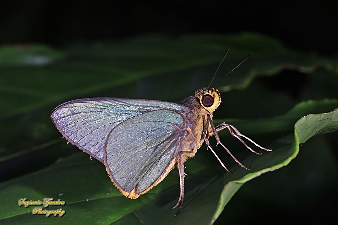 Skipper butterfly, Plain Green Palmer, Pirdana distanti distanti  Agava skipper,Fall,Geotagged,Indonesia,Pirdana distanti