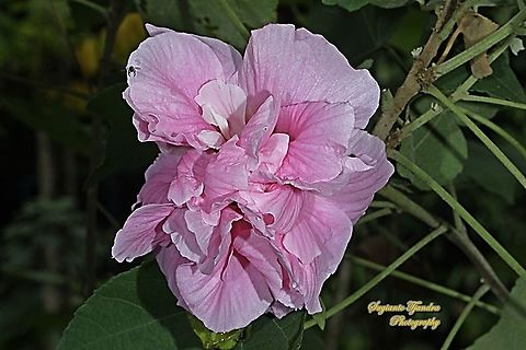 Pink Confederate Rose Flower, Hibiscus Mutabilis  Confederate rose,Fall,Geotagged,Hibiscus mutabilis,Indonesia