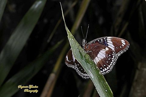 Great eggfly, Hypolimnas bolina bolina - lowerside  Fall,Geotagged,Great eggfly,Hypolimnas bolina,Indonesia