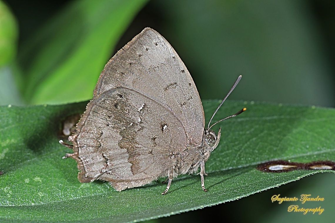 The Acacia blue butterfly, Surendra vivarna vivarna, family Lycaenidae  Acacia blue,Fall,Geotagged,Indonesia,Surendra vivarna