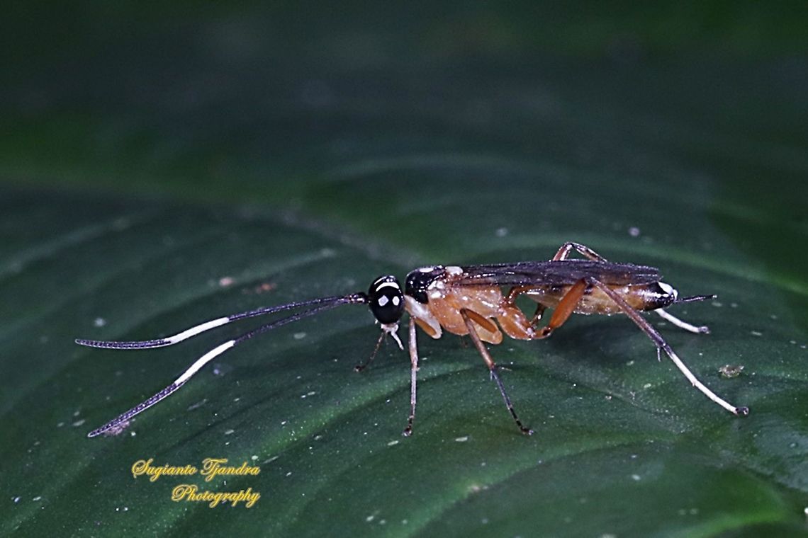 Ichneumon Wasp ( Ichneumonidae)  Fall,Geotagged,Indonesia