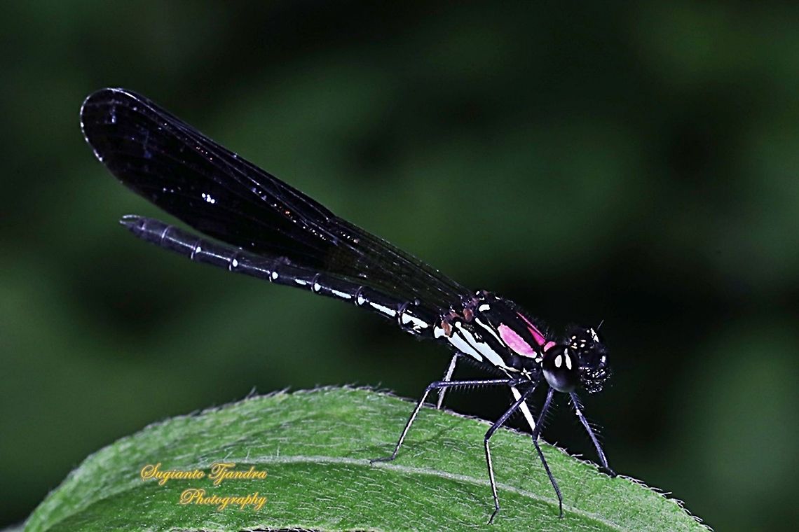 Jewel damselfly/Rhinocypha fenestrata, family Chlorocyphidae - male  Fall,Geotagged,Indonesia,Rhinocypha Fenestrata,Rhinocypha fenestrata