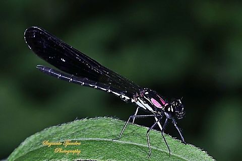 Jewel damselfly/Rhinocypha fenestrata, family Chlorocyphidae - male  Fall,Geotagged,Indonesia,Rhinocypha Fenestrata,Rhinocypha fenestrata