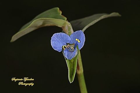The Asiatic dayflower, Commelina communis  Asiatic dayflower,Commelina communis,Fall,Geotagged,Indonesia