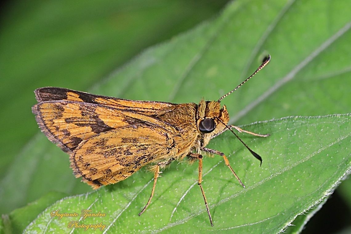 Skipper Butterly, Telicota Besta  Fall,Geotagged,Indonesia,Telicota besta