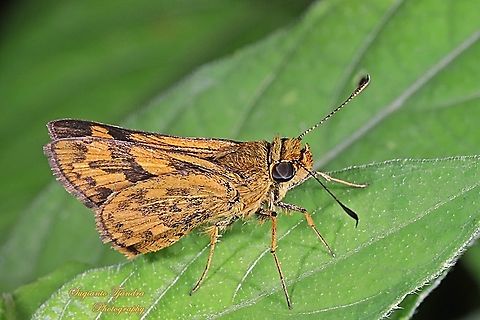 Skipper Butterly, Telicota Besta  Fall,Geotagged,Indonesia,Telicota besta