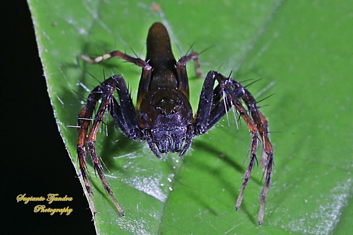 Lynx Spider (Hamadruas sp.)  Fall,Geotagged,Indonesia