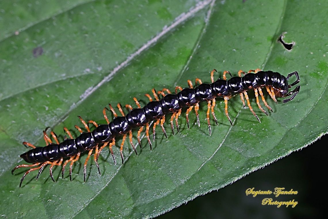 The garden millipede/greenhouse millipede, Oxidus gracilis  Fall,Geotagged,Greenhouse millipede,Indonesia,Oxidus gracilis