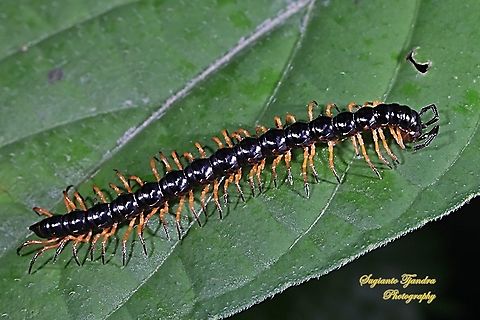 The garden millipede/greenhouse millipede, Oxidus gracilis  Fall,Geotagged,Greenhouse millipede,Indonesia,Oxidus gracilis