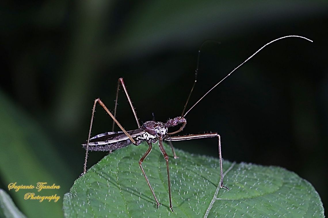 Assasin bug, Euagoras, family Reduviidae  Fall,Geotagged,Indonesia