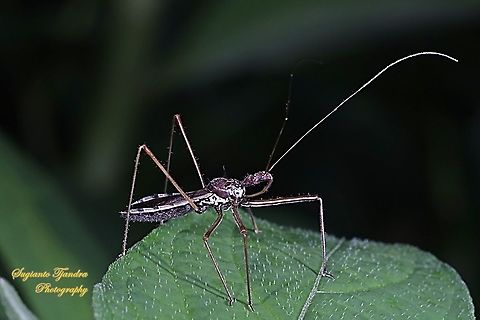 Assasin bug, Euagoras, family Reduviidae  Fall,Geotagged,Indonesia