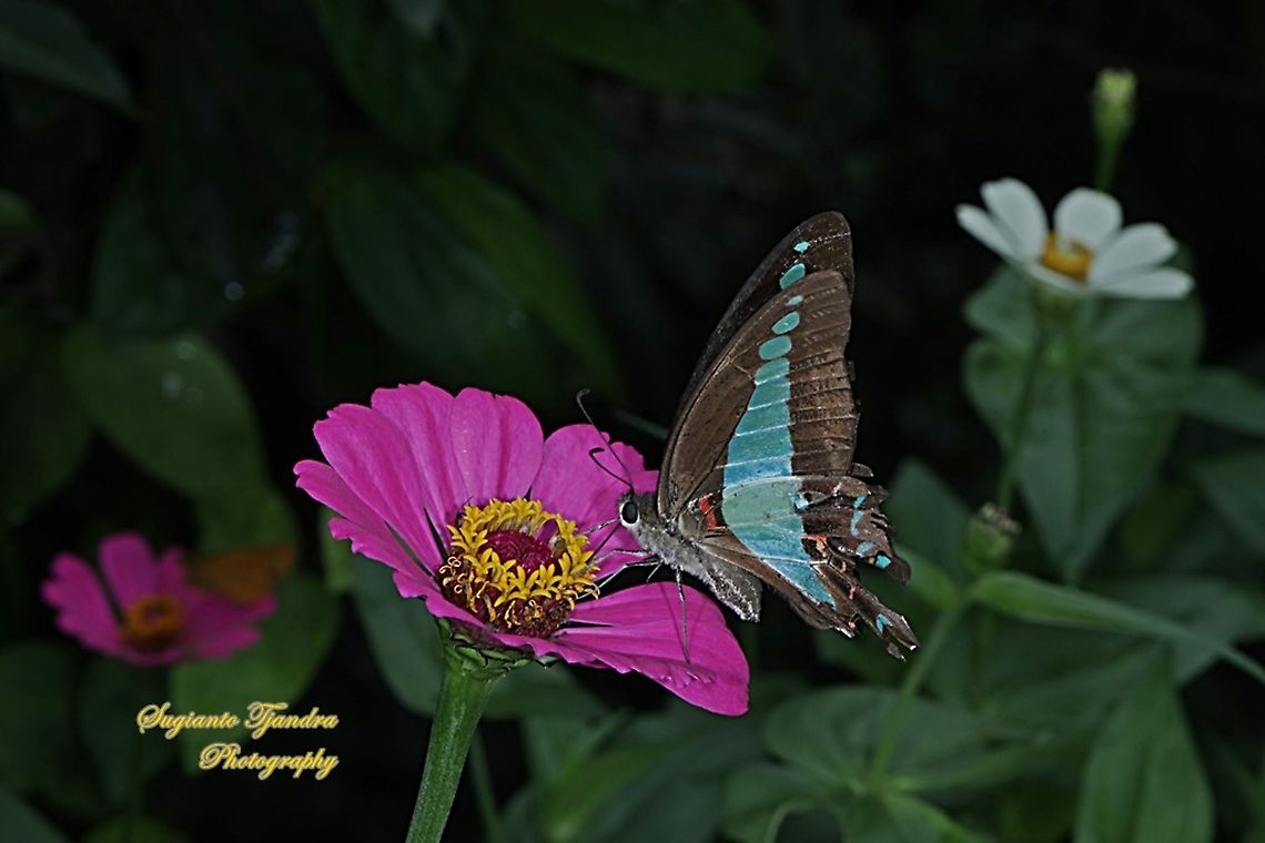 Common Bluebottle (Graphium sarpedon luctatius) "sucking nectar on the Zinnia flower"  Common Bluebottle,Fall,Geotagged,Graphium sarpedon,Indonesia