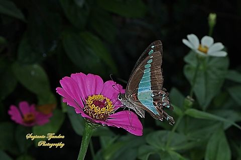 Common Bluebottle (Graphium sarpedon luctatius) "sucking nectar on the Zinnia flower"  Common Bluebottle,Fall,Geotagged,Graphium sarpedon,Indonesia