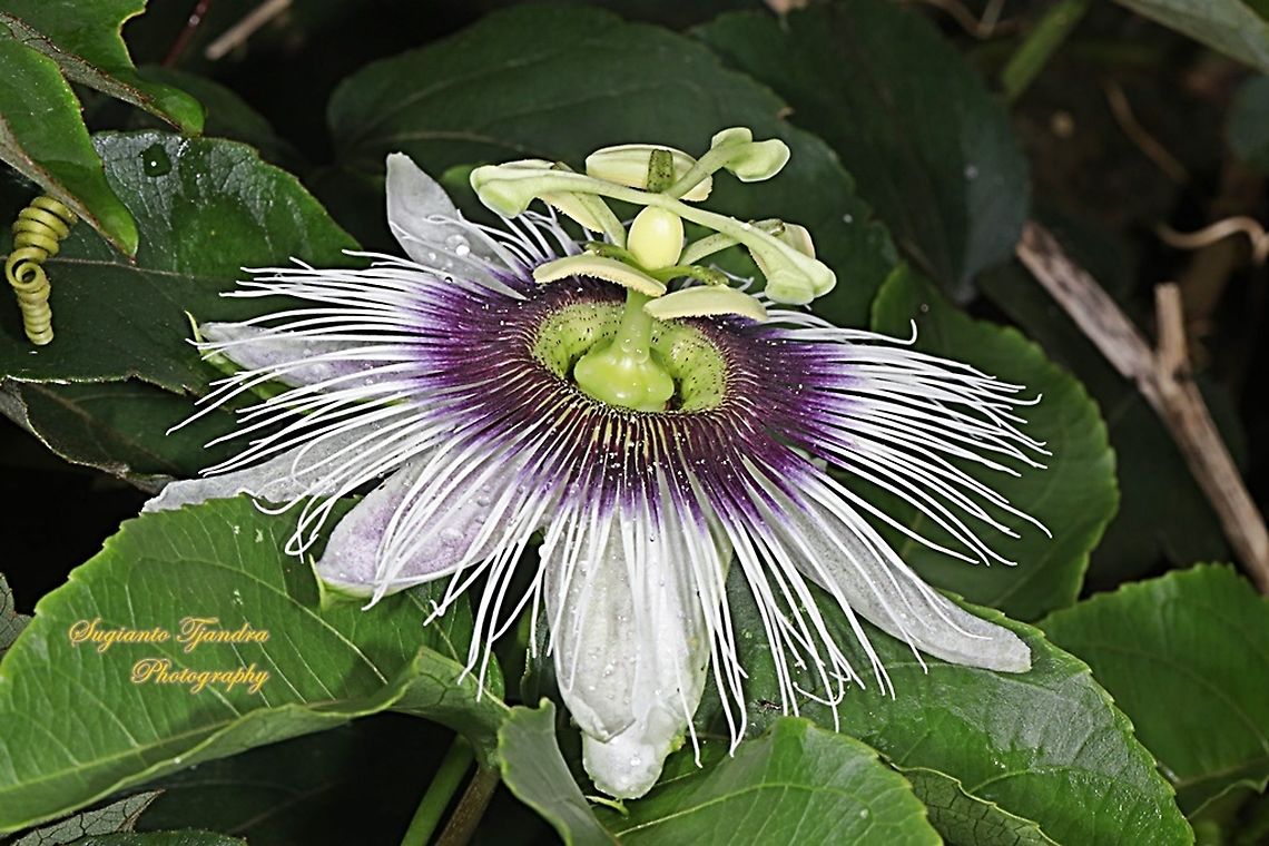Passionfruit flower, Passiflora edulis  Common Passionfruit,Fall,Geotagged,Indonesia,Passiflora edulis