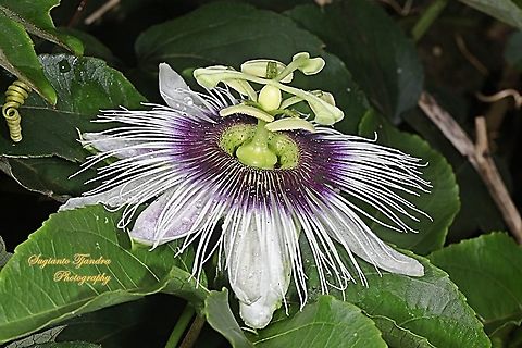 Passionfruit flower, Passiflora edulis  Common Passionfruit,Fall,Geotagged,Indonesia,Passiflora edulis
