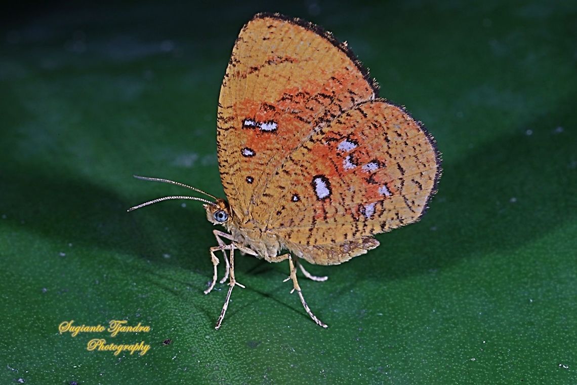 Callidula Moth, Callidula sakuni sakuni (family Callidulidae)  Callidula sakuni,Fall,Geotagged,Indonesia