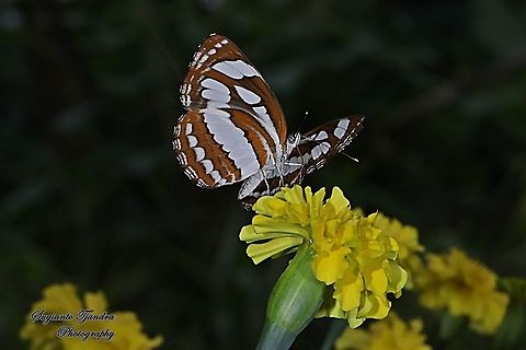Common Sailor Butterfly, Neptis hylas matuta - Lowerside  "sucking nectar on the Mexican marigold, Tagetes erecta"  Common sailor,Fall,Geotagged,Indonesia,Neptis hylas