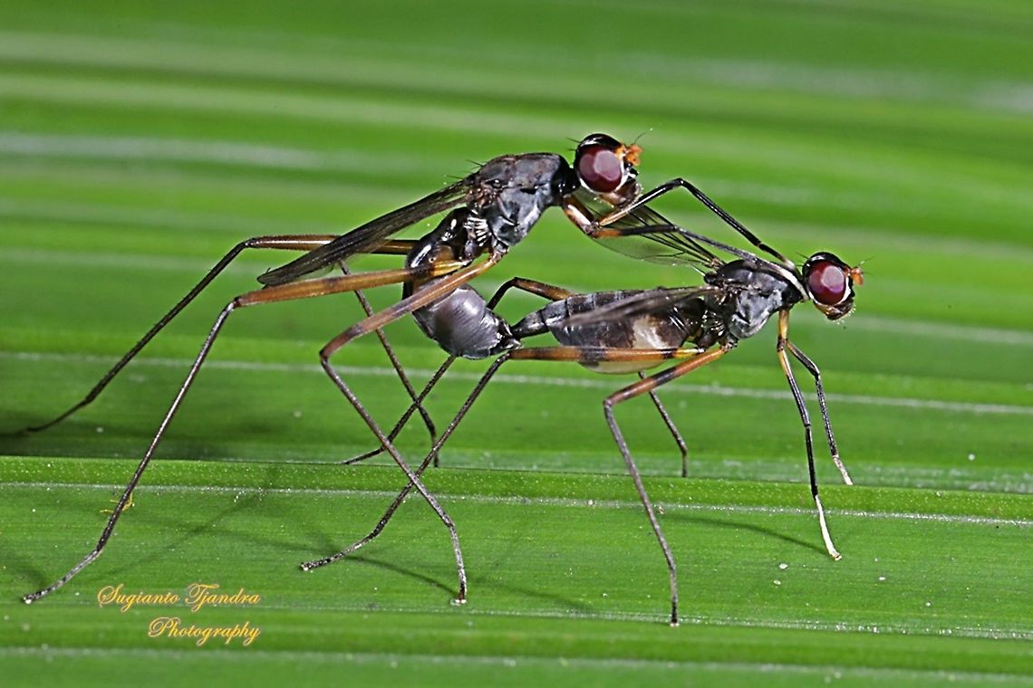 Stilt-Legged Fly (Taeniaptera trivittata), Family Micropezidae "riding horse"  Fall,Geotagged,Indonesia,Taeniaptera trivittata