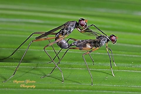 Stilt-Legged Fly (Taeniaptera trivittata), Family Micropezidae "riding horse"  Fall,Geotagged,Indonesia,Taeniaptera trivittata