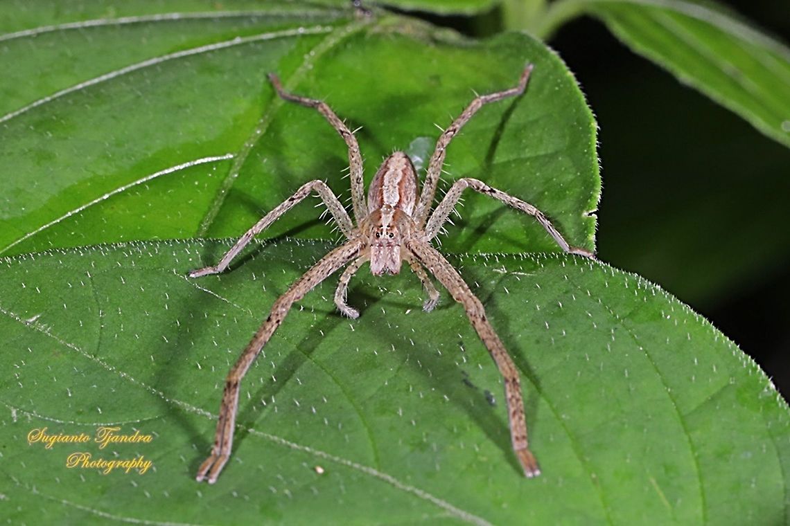 Huntsman spider, Heteropoda ocyalina ( family Sparassidae)  Fall,Geotagged,Heteropoda ocyalina,Indonesia