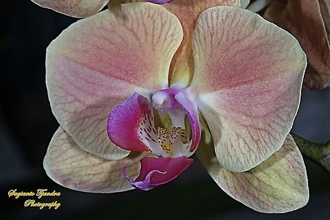 Orchid flower, Phaleonopsis (Orchidaceae)  Geotagged,Indonesia,Summer