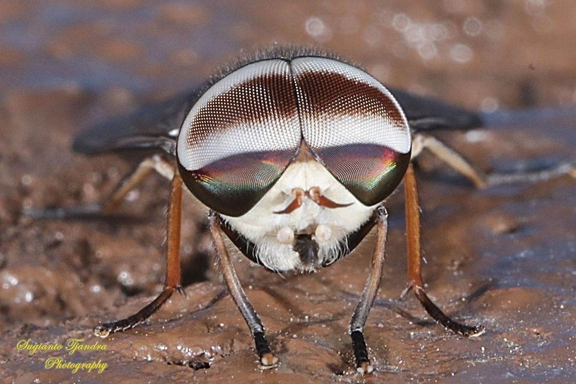 Horse fly, Tabanus partitus, Tabanidae  Fall,Geotagged,Indonesia,Tabanus partitus