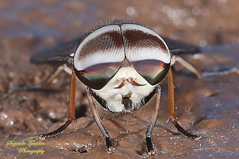 Horse fly, Tabanus partitus, Tabanidae  Fall,Geotagged,Indonesia,Tabanus partitus