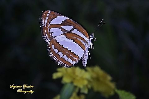 Common Sailor Butterfly, Neptis hylas matuta   "flying"  Common sailor,Fall,Geotagged,Indonesia,Neptis hylas