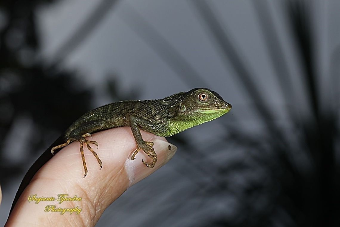 Bunglon/Green Crested Lizard baby, Bronchocela cristatella, Agamidae  Bronchocela cristatella,Fall,Geotagged,Green Crested Lizard,Indonesia