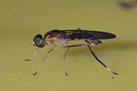 Yellow Soldier fly, Ptecticus elongatus, Stratiomyidae  Fall,Geotagged,Indonesia,Ptecticus elongatus