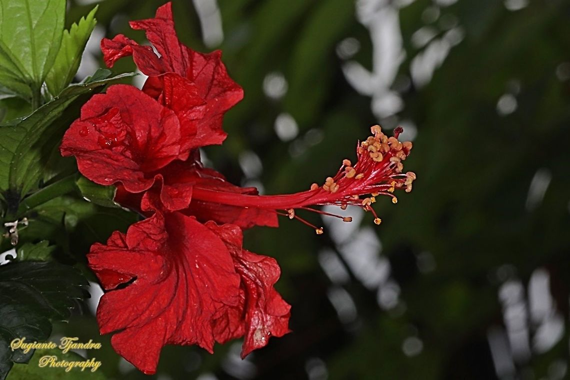 Hibiscus flower-red/Kembang Sepatu, Hibiscus rosa-sinensis  Chinese hibiscus,Fall,Geotagged,Hibiscus rosa-sinensis,Indonesia