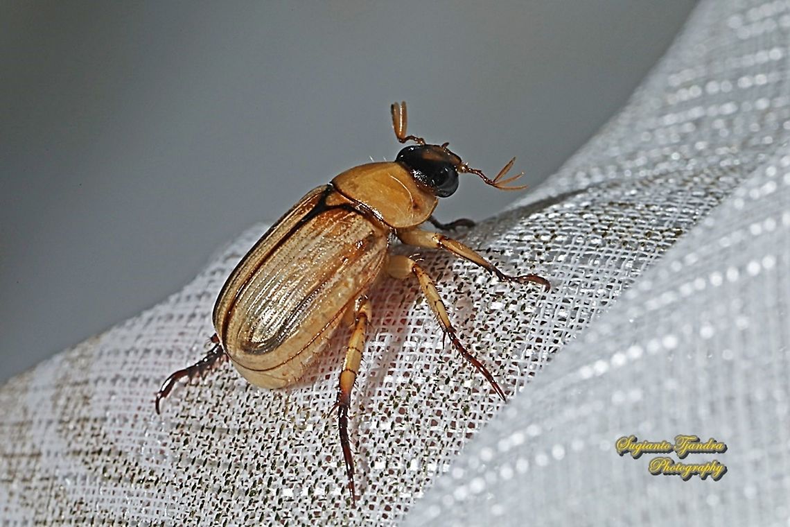 Scarab beetle, Shining leaf chafer beetle, Anomala Sp, family Scarabaeidae  Fall,Geotagged,Indonesia