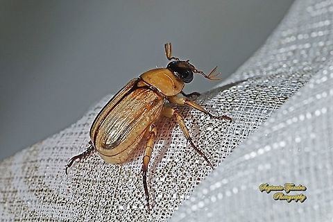 Scarab beetle, Shining leaf chafer beetle, Anomala Sp, family Scarabaeidae  Fall,Geotagged,Indonesia