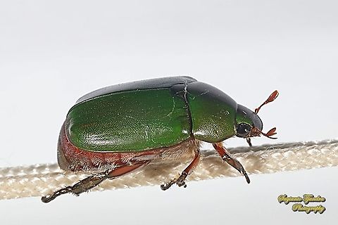Green leaf chafer beetle, Anomala albopilosa, family Scarabaeidae  Anomala albopilosa,Fall,Geotagged,Indonesia