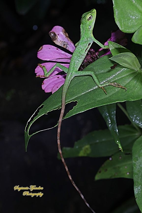 Bunglon/Green Crested Lizard baby, Bronchocela cristatella, Agamidae  Bronchocela cristatella,Fall,Geotagged,Green Crested Lizard,Indonesia