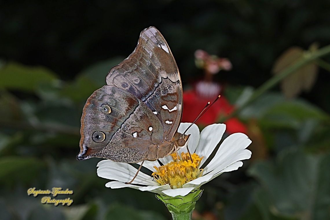 Autumn leaf butterfly, Doleschallia bisaltide "sucking nectar on the Zinnia flower"  Autumn leaf,Doleschallia bisaltide,Fall,Geotagged,Indonesia