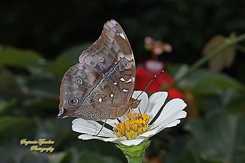 Autumn leaf butterfly, Doleschallia bisaltide "sucking nectar on the Zinnia flower"  Autumn leaf,Doleschallia bisaltide,Fall,Geotagged,Indonesia