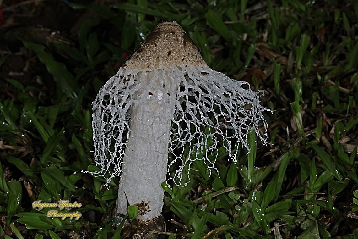 Jamur Tudung Pengantin/ Bamboo mushrooms,  Phallus indusiatus, family Phallaceae  Bamboo fungus,Fall,Geotagged,Indonesia,Phallus indusiatus