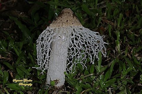 Jamur Tudung Pengantin/ Bamboo mushrooms,  Phallus indusiatus, family Phallaceae  Bamboo fungus,Fall,Geotagged,Indonesia,Phallus indusiatus